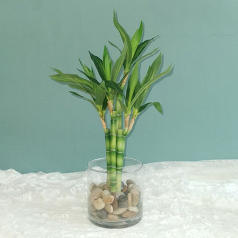 Aquarium Fish Gallery - 新しい 40 センチメートル rFtificial 幸運の竹多肉植物偽植物花グリーン鉢植え庭屋外ダイニングテーブル水槽家の装飾