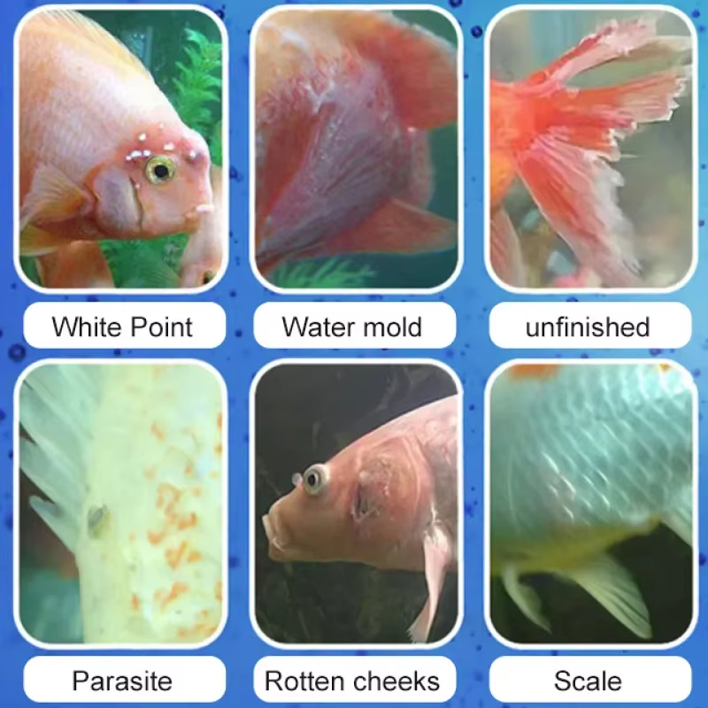 シケザン 魚病治療＆硝化細菌 |   淡水/海水用の抗炎症水 - Aquarium Fish Freshwater のレビューと価格
