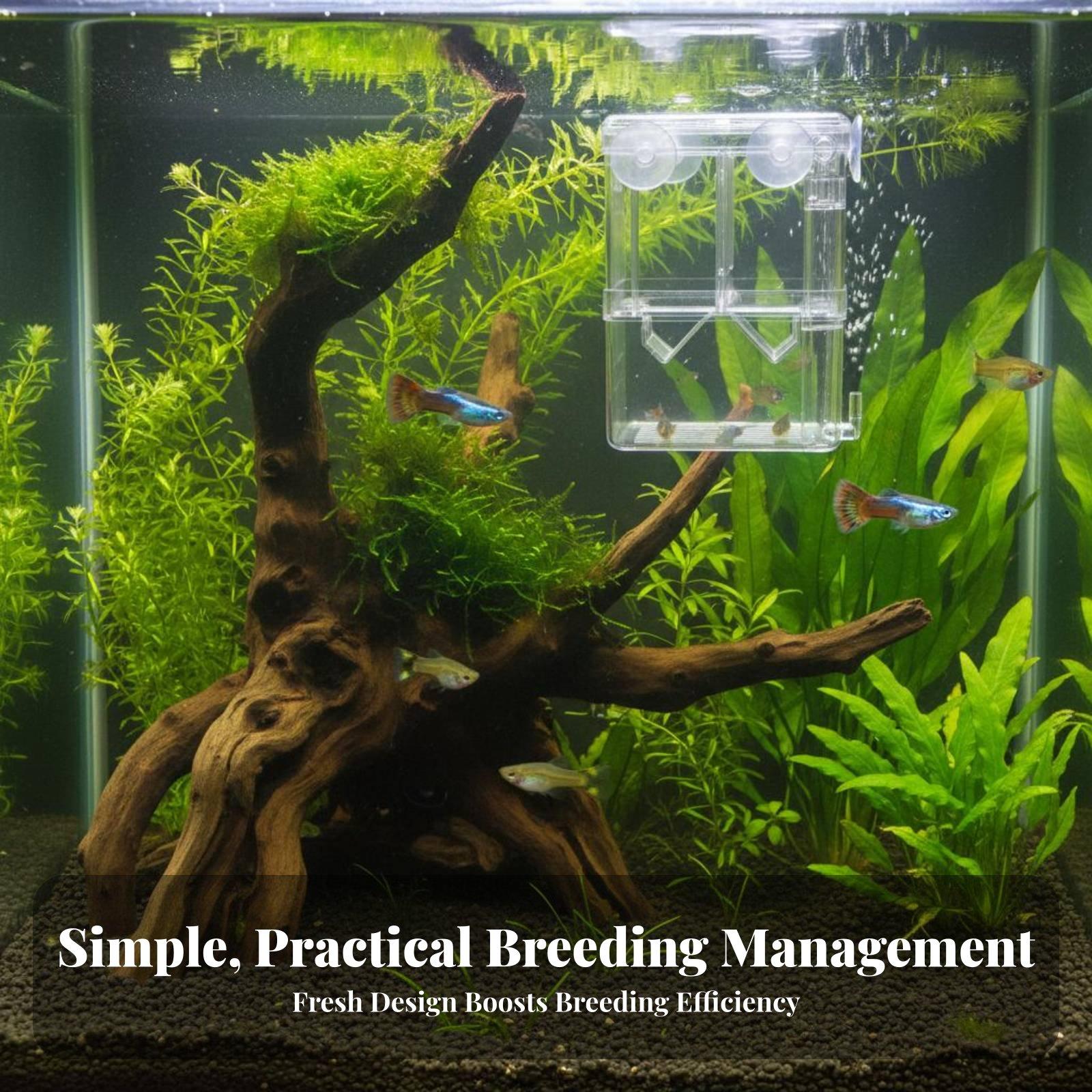 二層水槽飼育タンク稚魚隔離分離器透明孵化箱水槽用品用 - Aquarium Fish Usa のレビューと価格